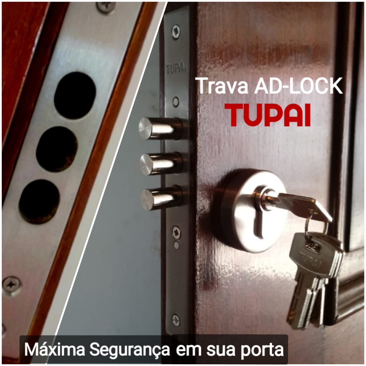 tupai